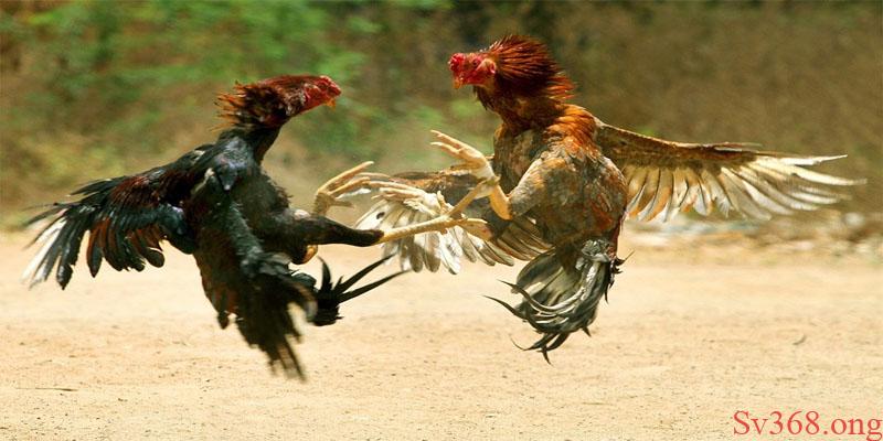 Chia Sẻ Cách Xem Ngày Đá Gà Mang Lại Chiến Thắng Cho Bạn 7 Cần tìm hiểu rõ các thông tin đối thủ trước khi thi đấu
