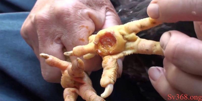 Có nhiều nguyên nhân dẫn đến gà bị lậu đế cần lưu ý Có nhiều nguyên nhân dẫn đến gà bị lậu đế cần lưu ý
