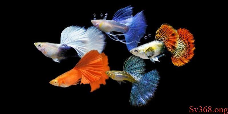 mơ thấy bầy cá mơ thấy bầy cá